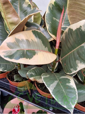 Фикус ( Ficus Tineke )