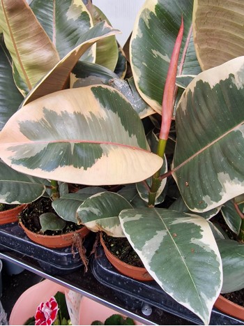 Фикус ( Ficus Tineke )