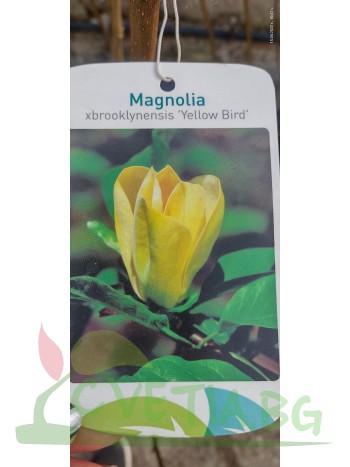 Магнолия  (Magnolia Yellow Birtd)