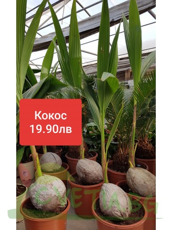Кокос