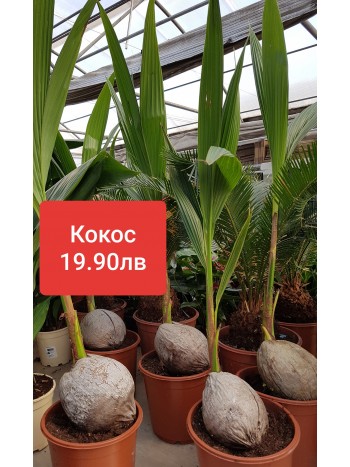 Кокос