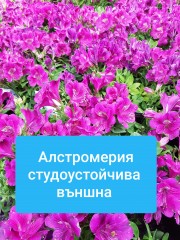 Алстромерия-Alstroemeria