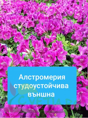 Алстромерия-Alstroemeria
