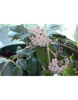 Хоя  - Hoya Carnosa