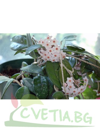Хоя  - Hoya Carnosa