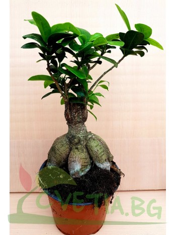 Бонсай Ficus ginseng