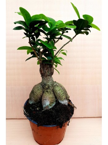 Бонсай Ficus ginseng