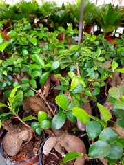Бонсай Ficus ginseng