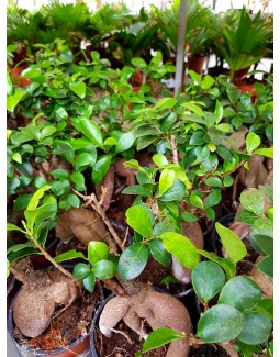 Бонсай Ficus ginseng