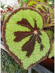 Бегония  Begonia Masoniana