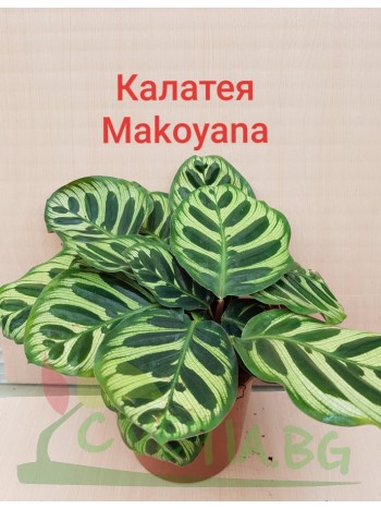 Калатея Makoyana