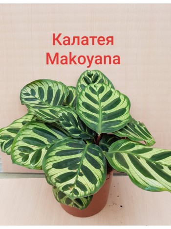 Калатея Makoyana