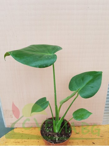 Монстера Monstera Deliciosa