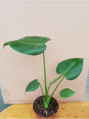 Монстера Monstera Deliciosa
