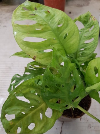Монстера Monstera Аdansonii