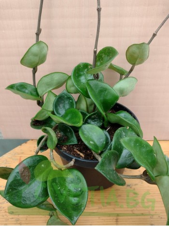 Хоя  - Hoya Carnosa