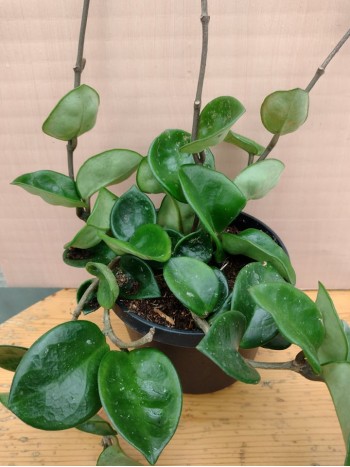Хоя  - Hoya Carnosa