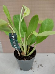 Филодендрон Malay Gold