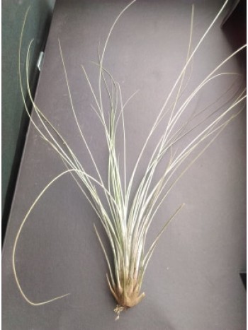 Тиландсия Tillandsia Juncea- PR3576 Тиландсия Tillandsia Juncea- PR3576