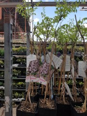 Вистерия  (Wisteria floribunda  'Rosea')
