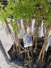Вистерия  (Wisteria floribunda  'Issai')