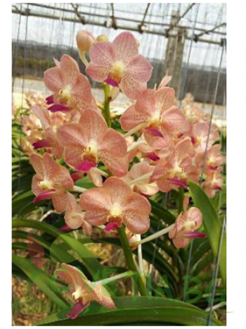 Ванда (V. Khun Nok x Pine River Pink)