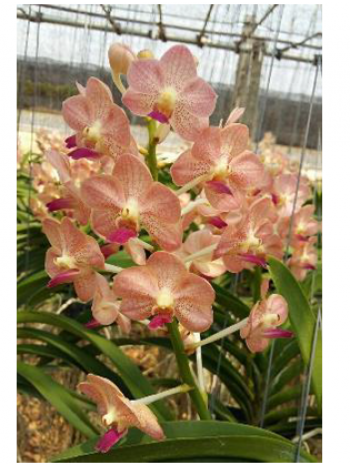 Ванда (V. Khun Nok x Pine River Pink)