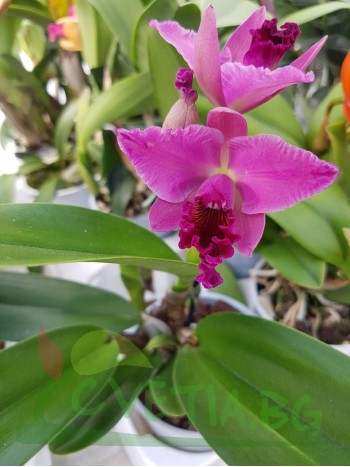 Катлея  (Cattleya) - PR4717