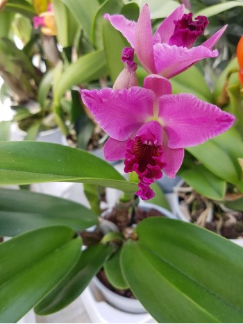 Катлея  (Cattleya) - PR4717