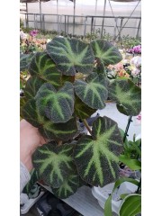 Бегония ( Begonia)- PR4789