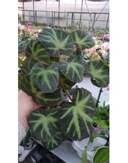 Бегония ( Begonia)- PR4789