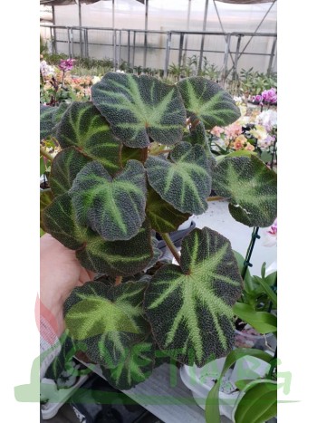 Бегония ( Begonia)- PR4789
