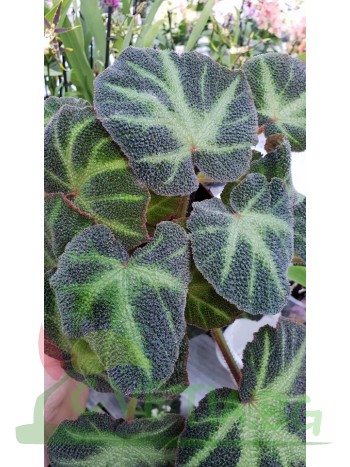 Бегония ( Begonia)- PR4789