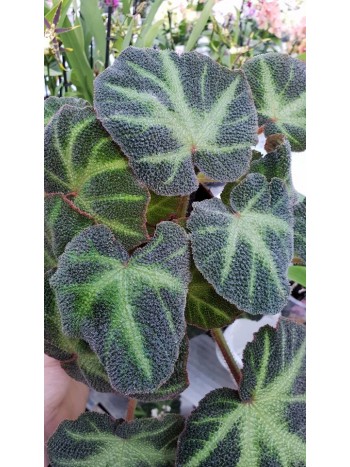 Бегония ( Begonia)- PR4789