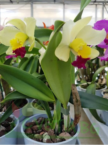Катлея  (Cattleya) - PR4716