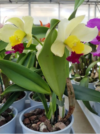 Катлея  (Cattleya) - PR4716