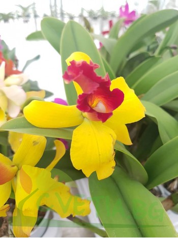 Катлея  (Cattleya) - PR4713