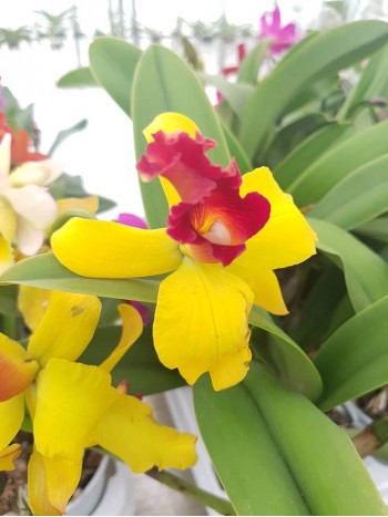 Катлея  (Cattleya) - PR4713