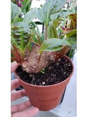 Монолена примулифлора- (Monolena primuliflora)