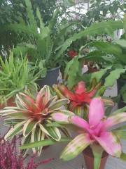 Неорегелия (Neoregelia pink sensation)