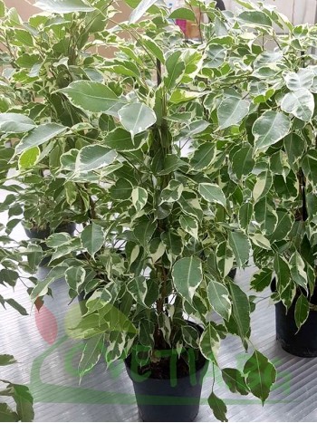 Фикус бенджамина  (Ficus benjamina ' Variegata')