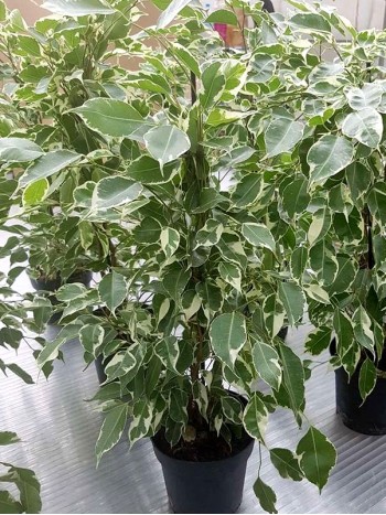 Фикус бенджамина  (Ficus benjamina ' Variegata')