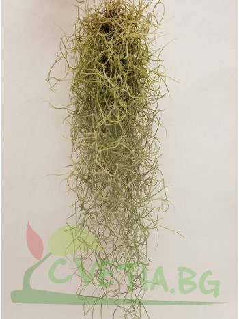 Тиландсия (Tillandsia usneoides)