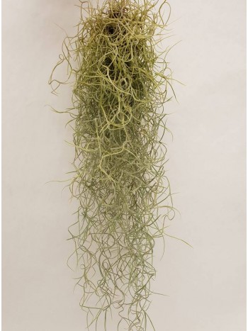 Тиландсия (Tillandsia usneoides)