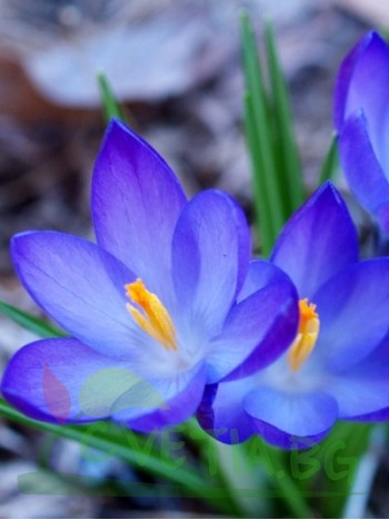 Mинзухар (Crocus blue) - 1000 броя