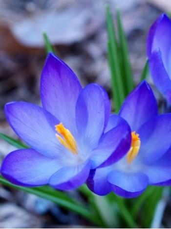 Mинзухар (Crocus blue) - 1000 броя