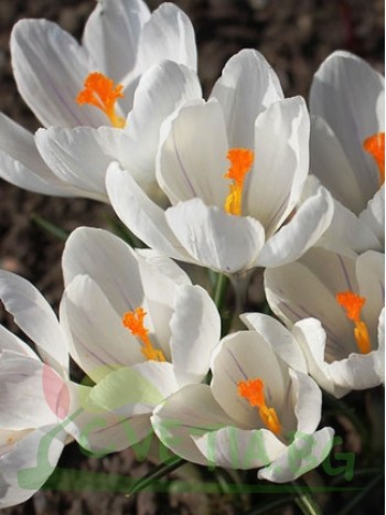 Mинзухар (Crocus white) - 100 броя