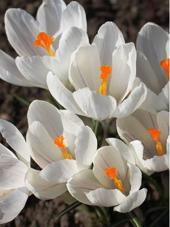 Mинзухар (Crocus white) - 100 броя Mинзухар (Crocus white) - 100 броя