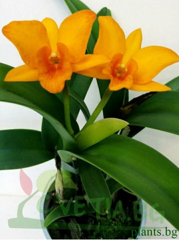 Катлея (Cattleya)