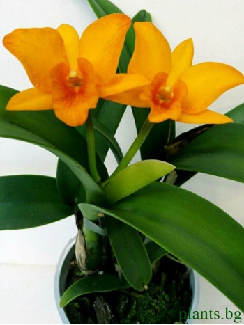 Катлея (Cattleya)